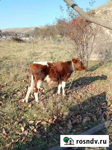 Бычки сементал Орджоникидзевский - изображение 1