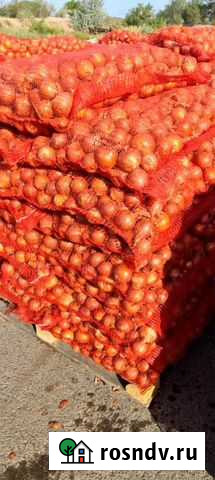 Репчатый лук урожай 2021 оптом с поля Тула - изображение 1