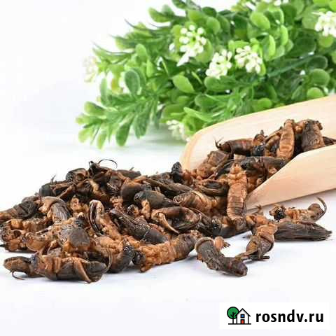 Камбоджийская сушеная медведка (100 гр.) Ростов-на-Дону - изображение 1