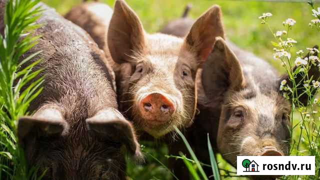 Корм для свиней Сытая Скотина Домодедово - изображение 1