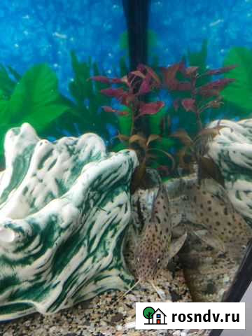 Аквариумные сомы Калуга - изображение 1