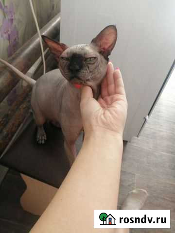 Канадский сфинкс Ливенка - изображение 1