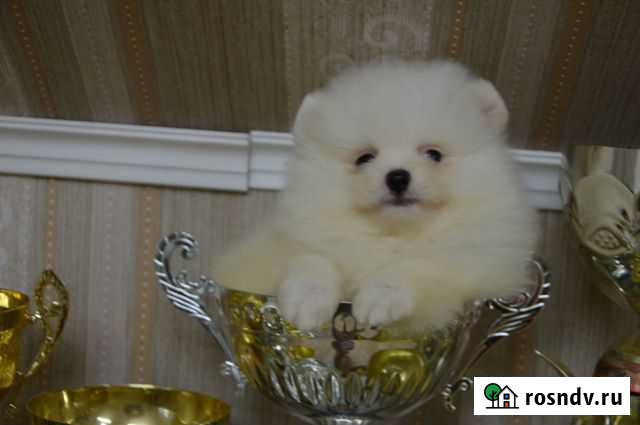 Красотка померанский шпиц Белгород - изображение 1