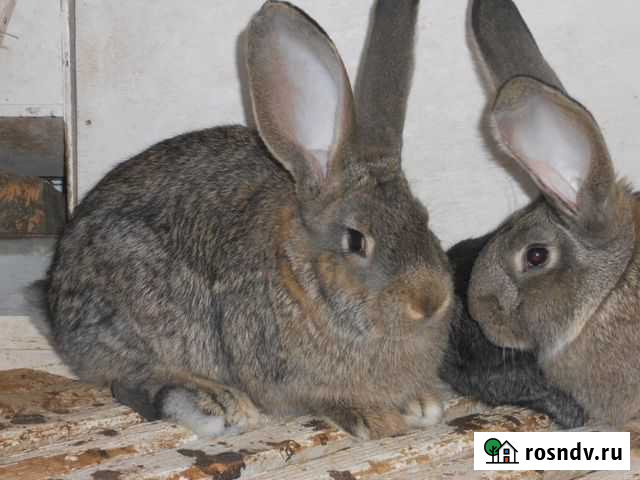 Кролики серые великаны Таганрог - изображение 1