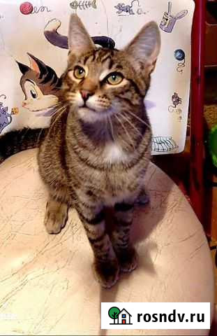 Кот метис Москва - изображение 1