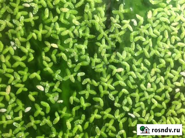 Трава для аквариума Тольятти - изображение 1