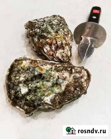 Устрицы и морские ежи Иваново - изображение 1