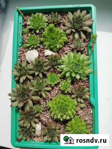 Роза каменная (молодило) Киров - изображение 1