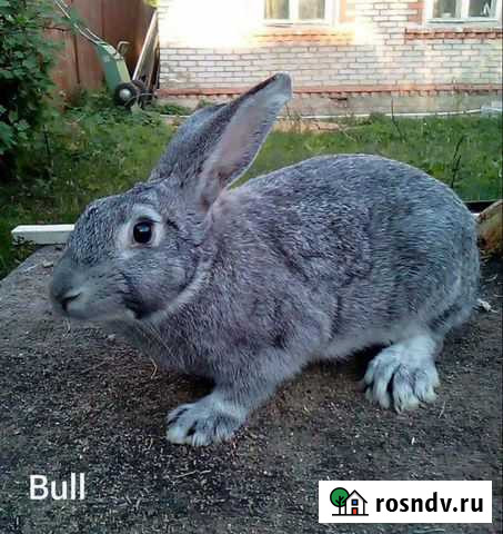 Кролики Советская шиншилла Раменское - изображение 1