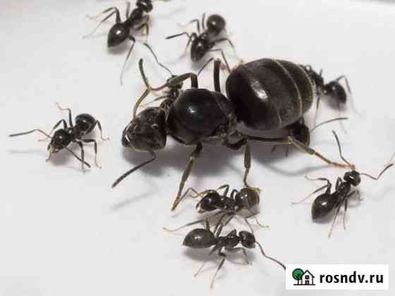 Муравьиная матка Lasius Niger и ее муравьи Саратов