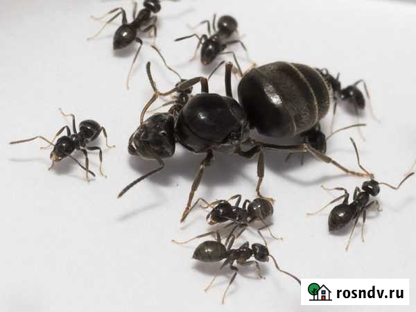 Муравьиная матка Lasius Niger и ее муравьи Саратов - изображение 1