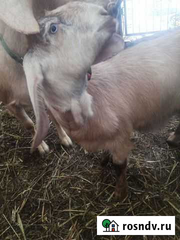 Коза Шами 50 Развилка - изображение 1