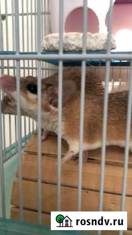 Акомисы (иглистые мыши) Дзержинск - изображение 1