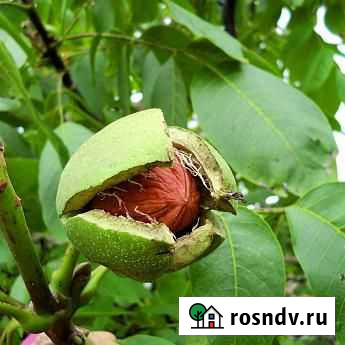 Саженцы грецкий орех великан Челябинск - изображение 1