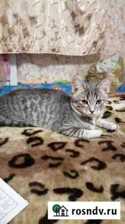 Кошечка в добрые руки Нижний Новгород
