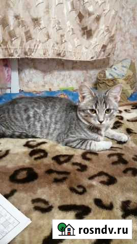 Кошечка в добрые руки Нижний Новгород - изображение 1