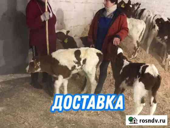 Телята, бычки молодняк Подольск
