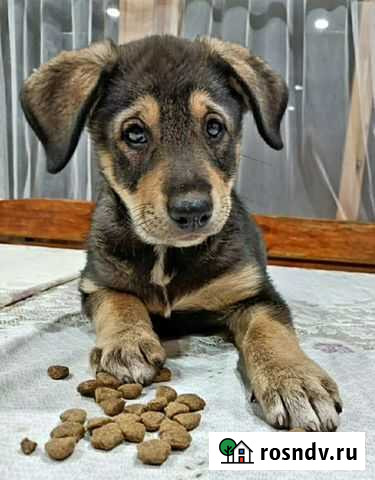 Щенок в добрые ручки Казань - изображение 1