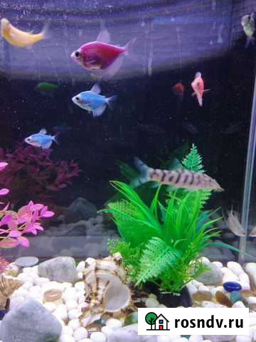 Рыбка боция Курган - изображение 1