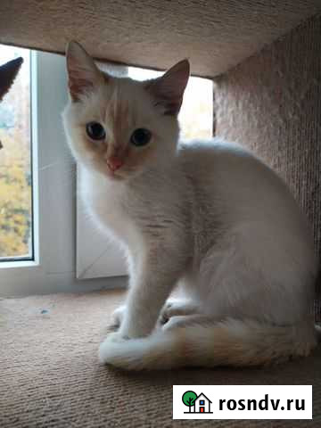 Котик Уфа - изображение 1