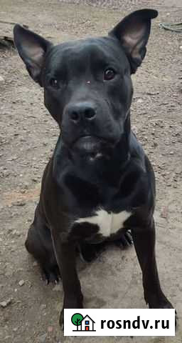 Кавалер ищет даму Новочеркасск - изображение 1