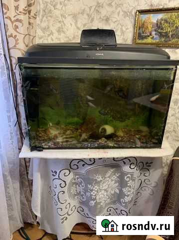Аквариум Новописцово - изображение 1