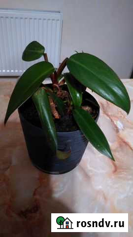 Филадендрон Евпатория - изображение 1