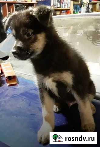 Собаки Новомосковск - изображение 1