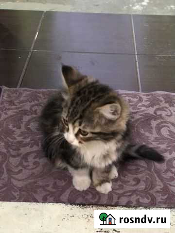 Кошка Махачкала - изображение 1