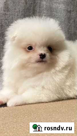 Щенки шпица Санкт-Петербург - изображение 1