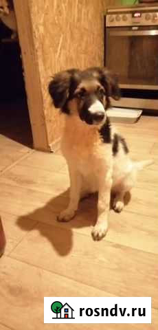 Щенок в добрые руки Куровское - изображение 1