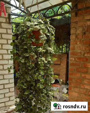 Будра Ипатово - изображение 1