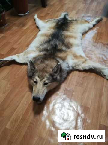 Шкура волка Альметьевск - изображение 1