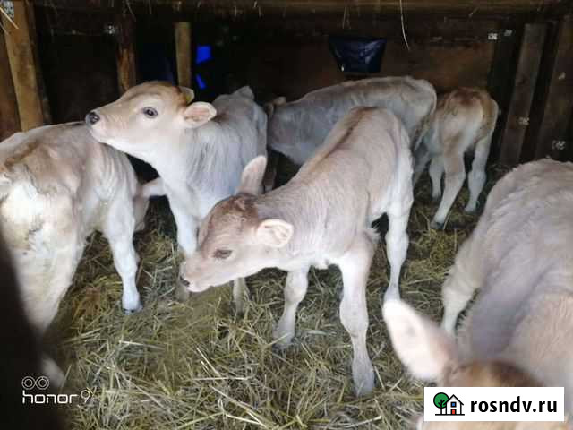 Швицы и чёрно пёстрые Прибельский - изображение 1