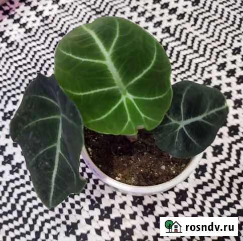 Алоказии: Блек Вельвет Тверь - изображение 1