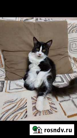 Отдам котенка Ростов-на-Дону - изображение 1