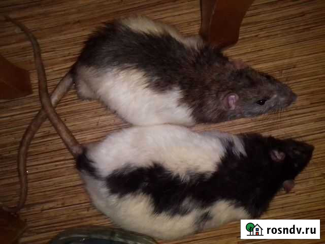 Крысы мальчики на вязку Астрахань - изображение 1