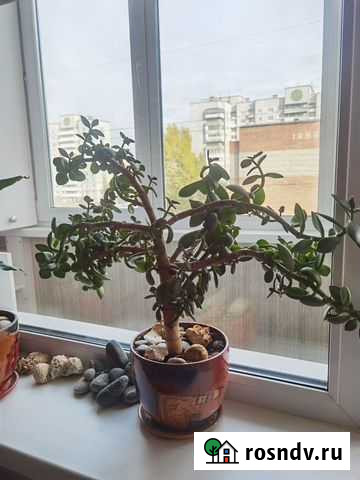 Цветок денежное дерево Омск - изображение 1