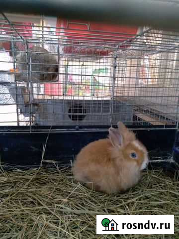 Кролик Старый Крым - изображение 1