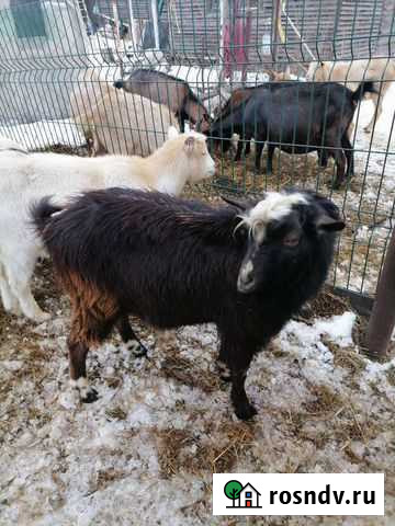 Козел на племя Сибирский - изображение 1