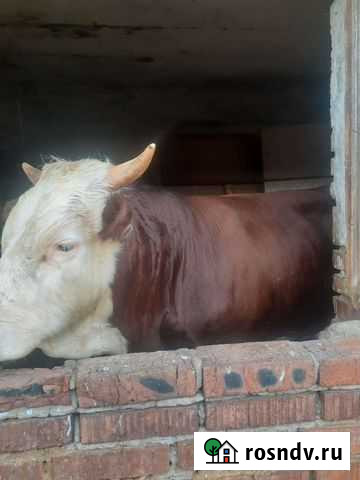 Бычки и быки телки Пушкино - изображение 1