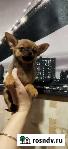 Маленький бандит Нижний Новгород - изображение 1