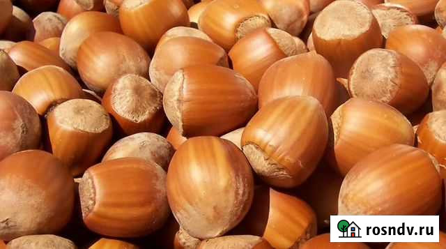 Орех фундук продаю Ольгинская - изображение 1