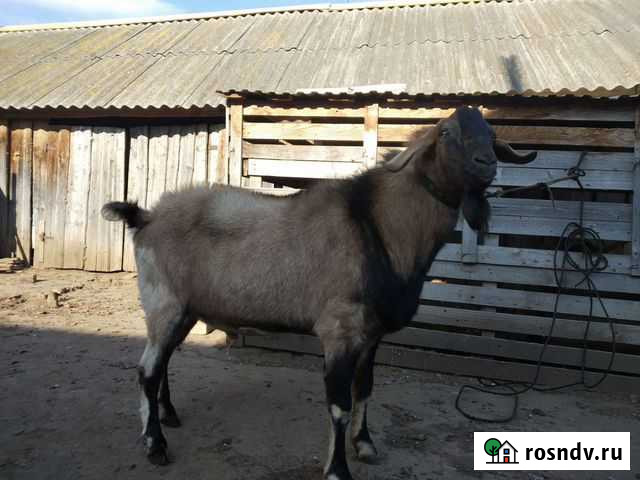 Предоставляю услуги вязки козла Алнаши - изображение 1