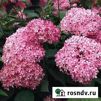 Саженцы гортензия древовидная мэджикал пинкербелл Челябинск - изображение 1
