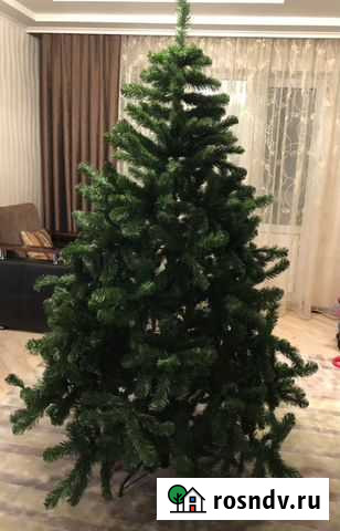 Ёлка Краснодар - изображение 1
