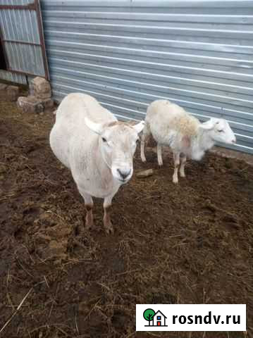 Катумские бараны Черемшан - изображение 1