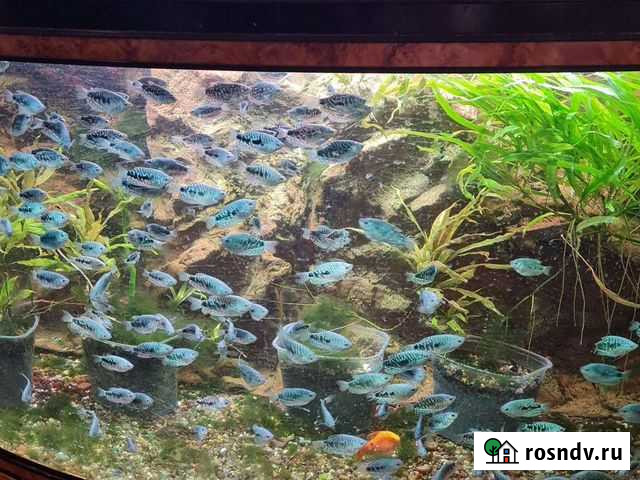 Аквариумные рыбки оптом Чехов - изображение 1