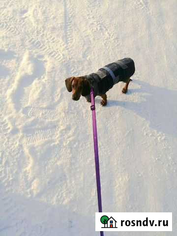 Одежда для таксы, корги Ленинск-Кузнецкий - изображение 1