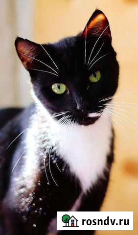 Софи 1 год,стерилизована,в лоток приучина Санкт-Петербург - изображение 1